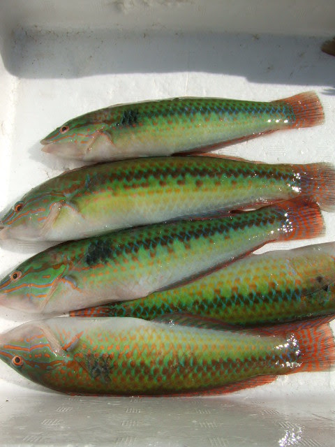 ギザミ ベラ のおいしいレシピ 旬は夏 瀬戸内の魚