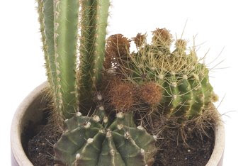 How to Transplant Cactus Pieces | Home Guides | SF Gate