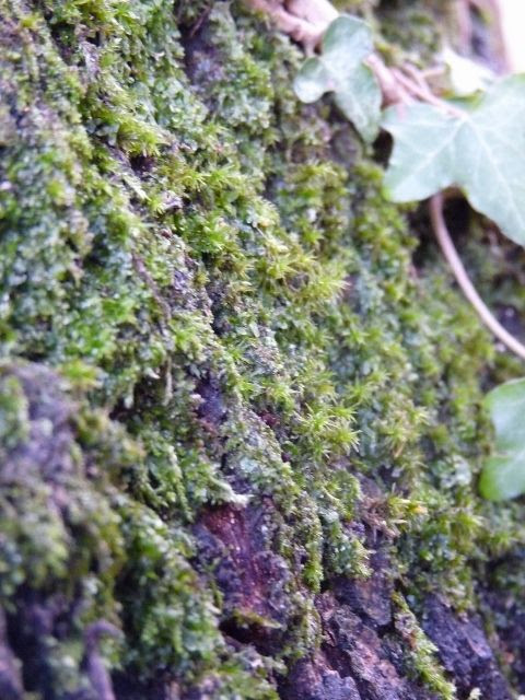lichens