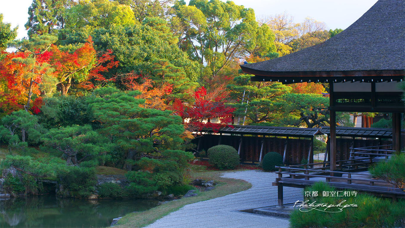 仁和寺 の壁紙 1366x768