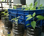 Terbaru 12+ Cara Tanam Cabe Hidroponik Dengan Botol Bekas