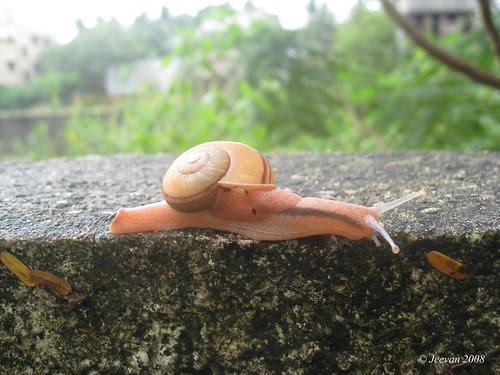 My Snail