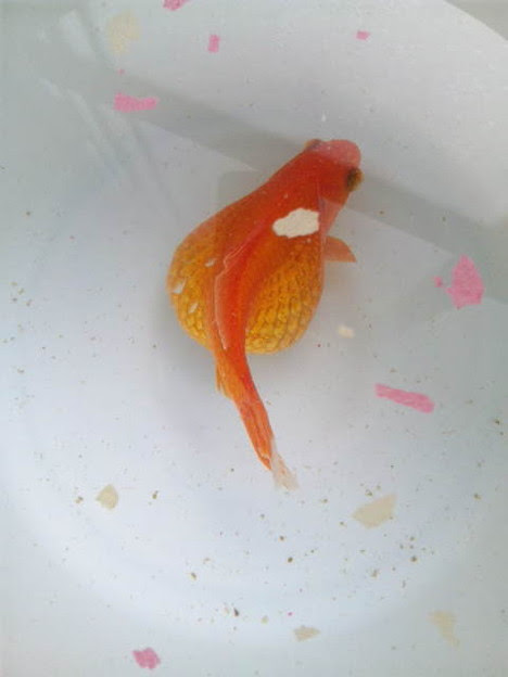 金魚のお腹が膨らんでるんだ 写真共有サイト フォト蔵