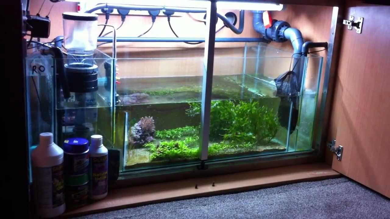 Ecosystems Miracle Mud Refugium Update 2 - YouTube