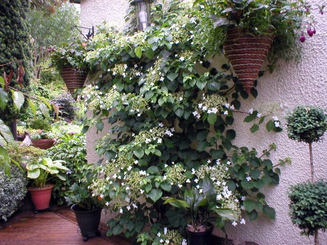 Hydrangea Petiolaris happens to be the best climber in our garden