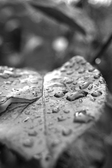 Images Noir Et Blanc