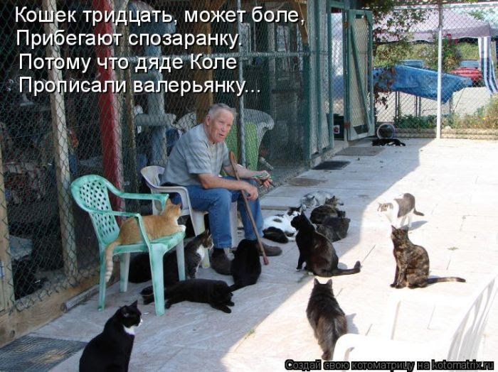 Лучшие котоматрицы недели (50 фото)