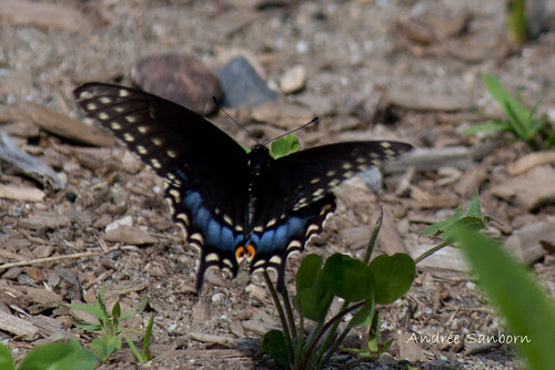 Eastern Black Swallowtail female (Papilio polyxenes)-3.jpg