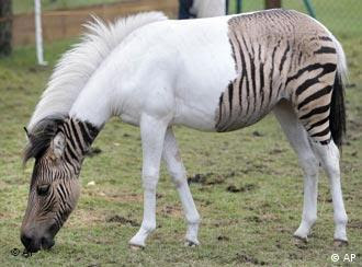 A zebra-and-horse crossbreed named Eclyse is pictured at the Safari park in Schloss Holte-Stukenbrock, western Germany. The one-year-old mix, called a zorse or sometimes a zebroid, was the accidental product of a holiday romance when her zebra mother, Eclipse, was taken from her German safari park home to a ranch in Italy for a brief spell. There, she met Ulysses, a horse, and the two hit it off. Eclipse returned home to find herself pregnant and giving birth to the little zorse, whose markings are unusual, even for her kind.  Her name is a hybrid of her parents' own names. A spokesman for the park said Eclyse is relatively tame like a horse, but occasionally gets a little wilder when her zebra side comes out. 