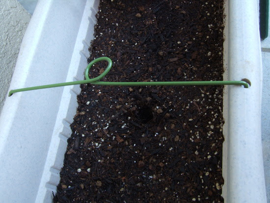 ベランダ菜園 プランターの支柱仕立て Byダイソーグッズ