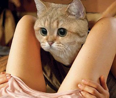 The Adventures of Business Cat Early Riser