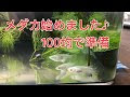 メダカ 飼い 方 314206-メダ��飼い方