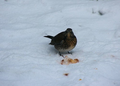 Fieldfare