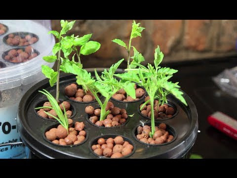  Drain / Ebb And Flow Hydroponic System  How To Make &amp; Do Everything