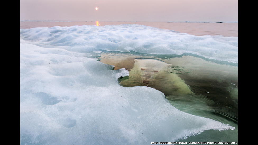 O Urso de Gelo, de Paul Souders