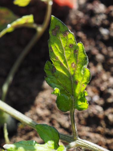 トマト 小さな苗の下葉に出やすい黒い斑点 放置でok マツタケ 品種不明