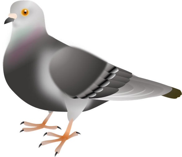 鳩のイラスト 無料イラスト素材 ちいさないきもの