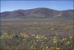 California grassland