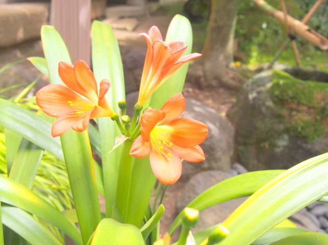 ユリ科花散歩