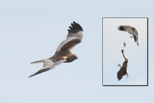 Marsh Harrier (+ food pass)