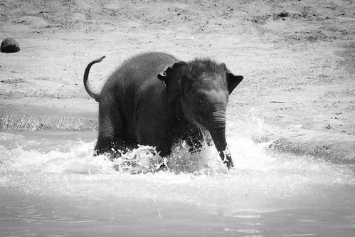 Baby elephant