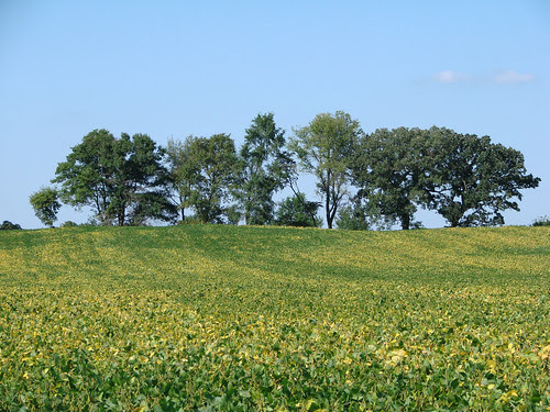 056 soy fields, copy