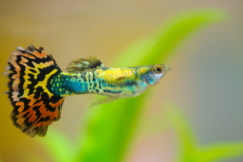 グッピーの飼育におすすめの水草はどれ 水草の量は 熱帯魚 淡水魚 海水魚の図鑑