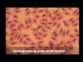 SEDIKIT TENTANG PARASITOLOGI