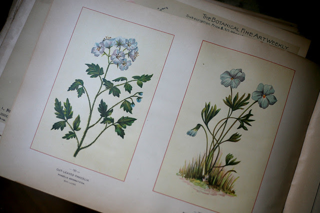 Wild Flowers of America 