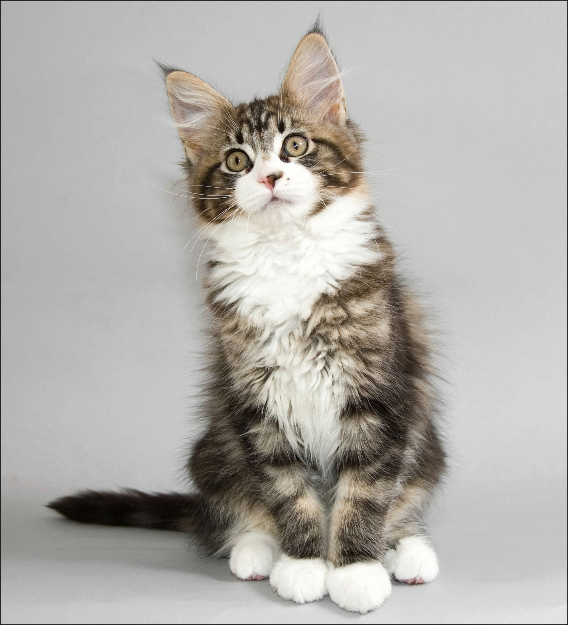Kitty photo -  virtual cat