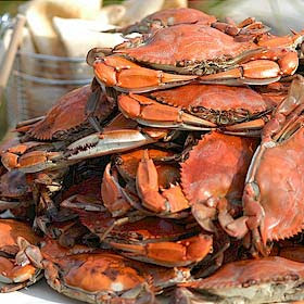 Crabs: Abundant this year!