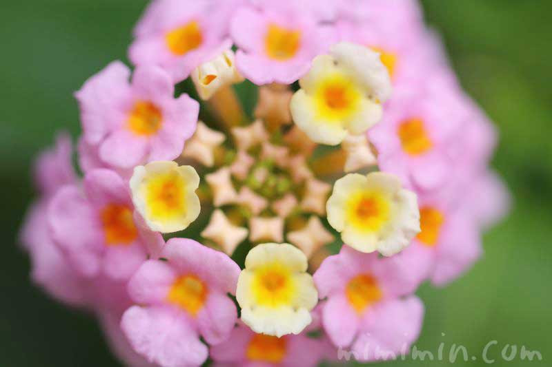ランタナ 花の写真 花言葉 毒性 みみみんブログ