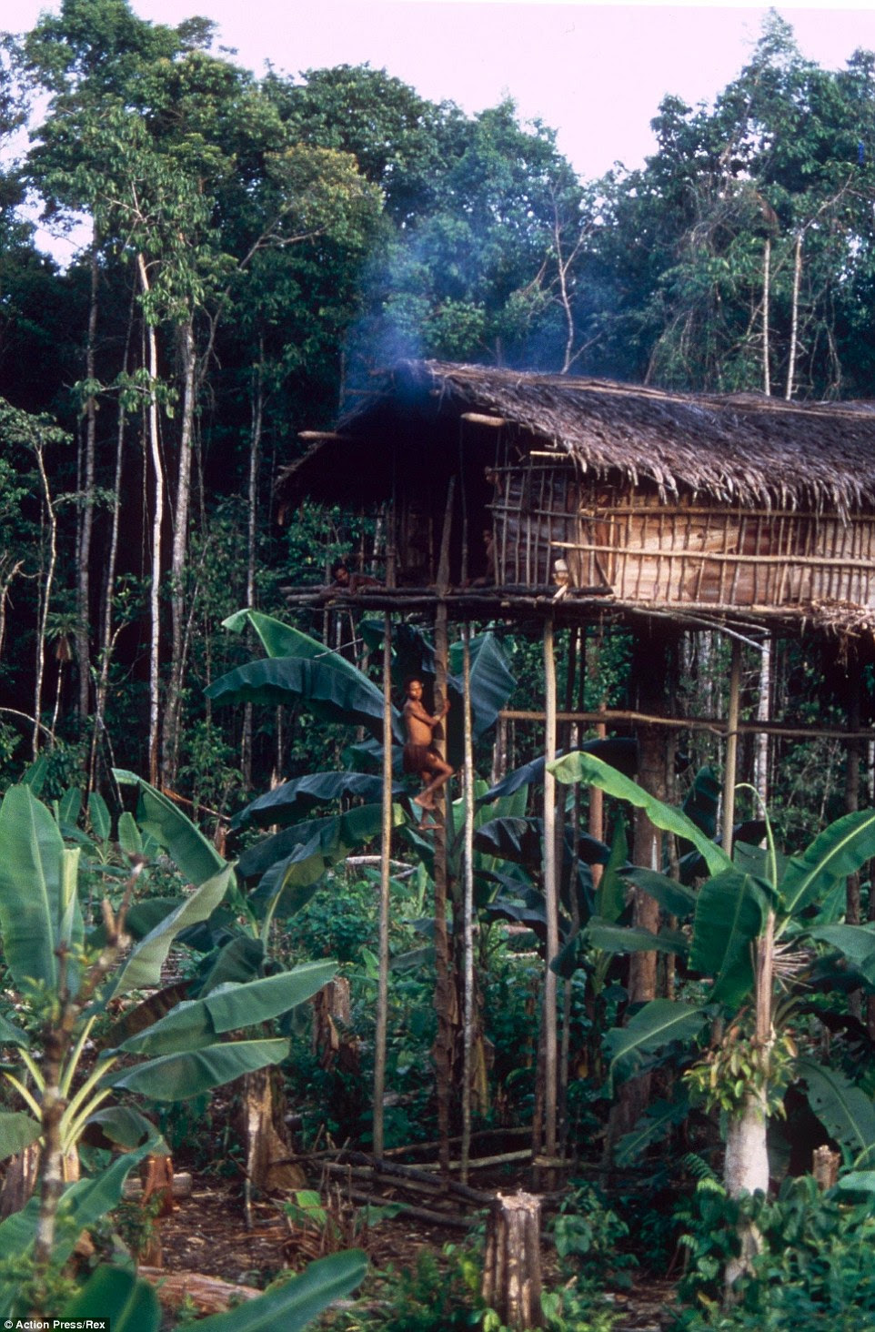 The tribe are known for their distinctive stilted treehouses that tower over some of the most remote rainforest in the world 