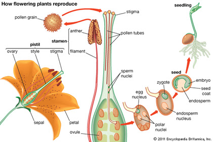 mechanisms 6 of digestion Reproduction Asexual Sexual and mechanisms 6 of digestion Reproduction Asexual Sexual and