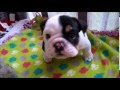 This Little Puppy Has Only Half Of His Spine. But When You See Him Play? ADORABLE!