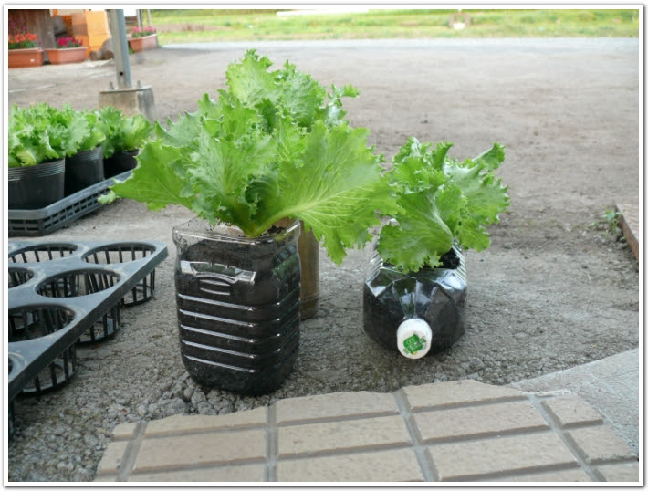 ペットボトルプランターでレタス栽培 十時花園 食卓菜園を提案
