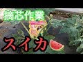 【印刷可能】 スイカ 孫 づる 729292
