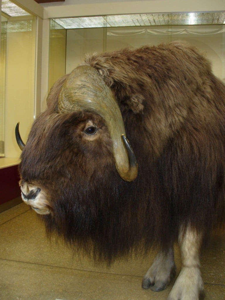 Muskox_tax