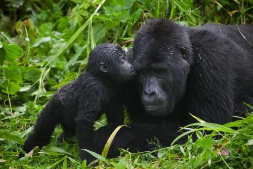 Baby Gorilla Kisses Silverback Male - 60"W x 40"H - Peel and Stick Wall Decal by Wallmonkeys
