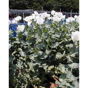 ケシ 花言葉しらべ