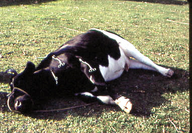 beritamaya_hipnotis-sapi