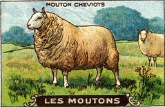 mouton 9