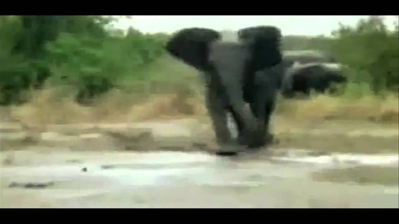 BEST ANIMAL FAILS EVER!!! - YouTube The video was uploaded by a user called gp since my snowboarding skillz is the second video ever uploaded to youtube it is officially the very first fail video.