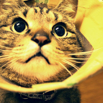 誰か教えて 猫に薬を飲ませるコツ 方法 猫の総合情報サイト ペットスマイルニュースforネコちゃん