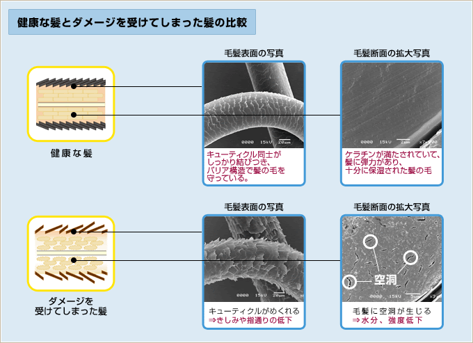 髪の毛について Ppt Beauty Com Ppt美容研究所