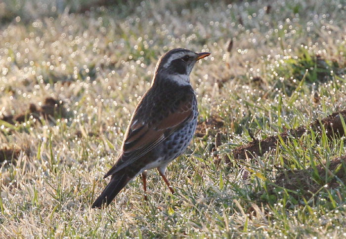 野鳥シリーズ45 ツグミ クロツグミ あきた森づくり活動サポートセンター