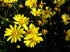 At the garden center 2