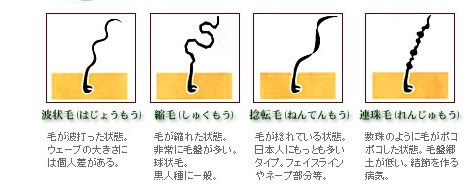 毛髪マメ知識 10 くせ毛の種類 らむじゃむぶろぐ