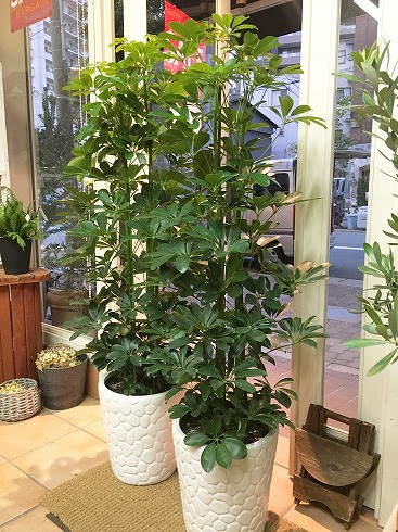 会社ビルのお玄関に観葉鉢植をお届け カポックで風水的に運気アップ Blog Florista Asaki