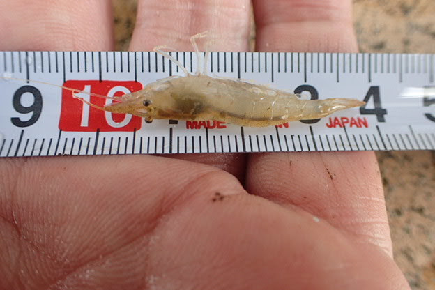 巨大 ミナミヌマエビ 4ｃｍ でかい 天然の赤いミナミヌマエビブリード ヒルプラナリアハンター